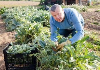Positive man  professional horticulturist picking harvest of artichokes to crate