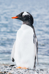 Island of Penguins in the Beagle Channel, Ushuaia, Argentina.