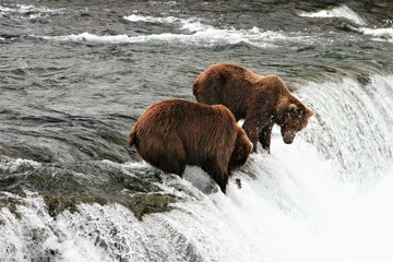 Bears fishing for salmon