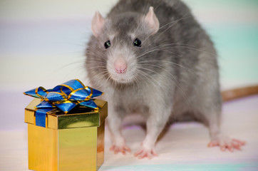 Gray cute funny festive rat on a rainbow background with a golden gift box with a bow, concept for a holiday card with a copyspace