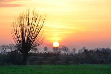 piękny krajobraz, zachód słońca, drzewo i pole, Polska
