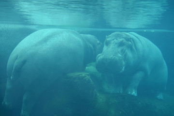 Sleeping hippopotamus under water at the Granby Zoo, Quebec, Canada
