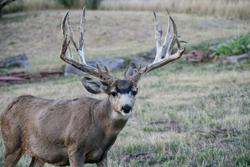 Large whitetail deer in the wilderness of Colorado USA