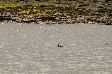 Birds in Farne Islands, UK