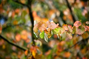 Beautiful tree leaves showing vibrant autumn colours