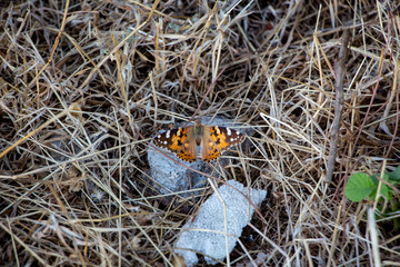 Butterfly in nature habitat. Monarch butterfly on nature. Butterfly photographed with green leaves background. Sunlight in summer in the spring close-up of a macro butterfly.