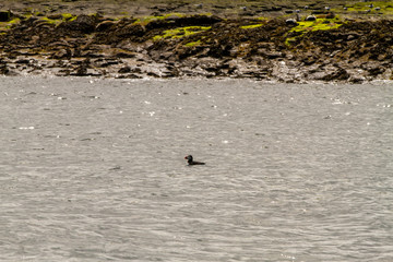 Birds in Farne Islands, UK