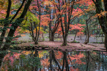 Autumn colors and dancing trees reflect in pond