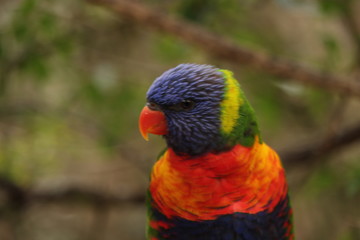 shy birb lori