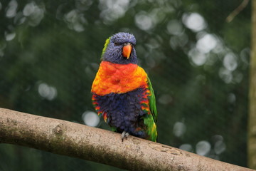 stick bird
