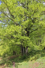 green trees in the park