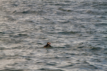 Obraz premium Birds in Farne Islands, UK