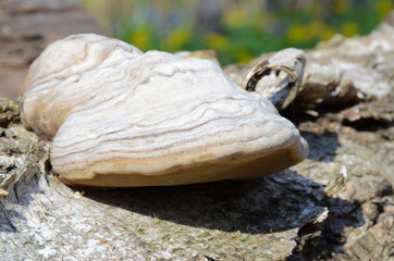 Expressive hoof fungus with the striped light colored peel, grown on the fallen trunk. Tinder fungus, or the hoof fungus (Fomes fomentarius) - is a species of the Fomes gen., the perennial woody fungi