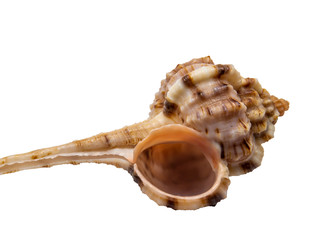 Long Tail Seashell Murex Haustellum Isolated on White