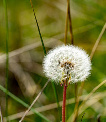 Löwenzahnblüte