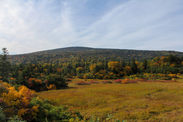 Japanese autumn leaves