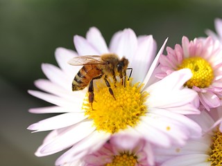 キクの花とミツバチ