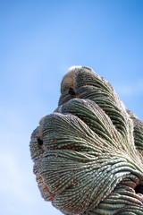 One of a Kind Crested Saguaro Cactus in Sonoran Desert
