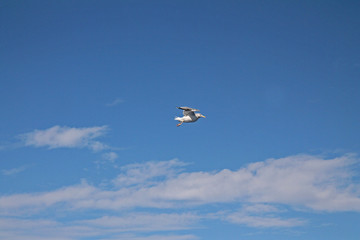 The flying seagull in the blue sky