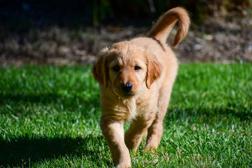 A young Golden Retriever Puppy playing outside on a lawn