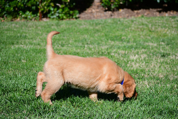 Naklejka na ściany i meble A young Golden Retriever Puppy playing outside on a lawn