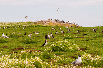 Fototapeta na wymiar Puffins in Farne Islands