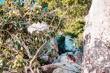 Rock wallaby sitting on a boulder and eating carrot, Magnetic island, Australia