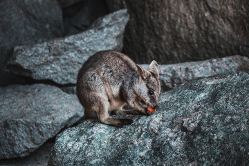 Rock wallaby sitting on a boulder and eating carrot, Magnetic island, Australia