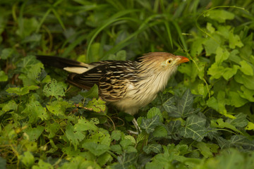 The guira cuckoo (Guira guira).