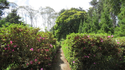 Naklejka premium ścieżka w ogrodzie