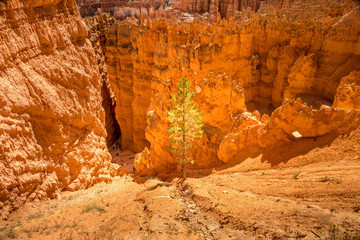 People like ants on the Navaho Trsil loop, Bryce Canyon Utah