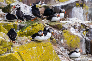 Puffins in Farne Islands