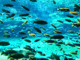 Fototapeta na wymiar Under the sea with lots of fishes swimming. Different species of tropical fish and coral under clear water