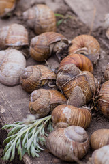 bunch of hand-picked grape snails, summer day in garden. Grape snail farm for restaurants. edible snail or escargot, is a species of large, edible, air-breathing land on wooden plank.
