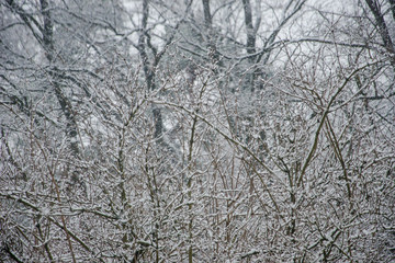 trees in the snow, winter landscape