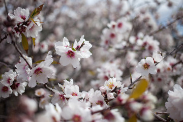 Flowering almond branches in the garden, background, blur.