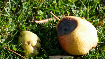 rotten pears on the ground