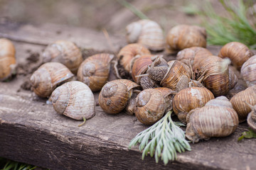 bunch of hand-picked grape snails, summer day in garden. Grape snail farm for restaurants. edible snail or escargot, is a species of large, edible, air-breathing land on wooden plank.