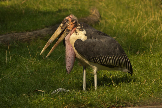 Marabou stork (Leptoptilos crumenifer) in zoo.