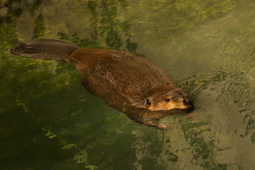 The Eurasian beaver (Castor fiber) .