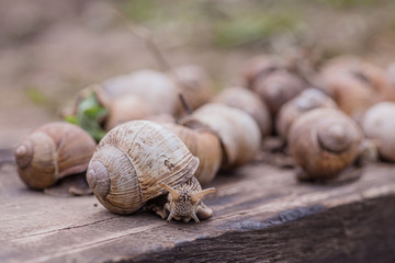 bunch of hand-picked grape snails, summer day in garden. Grape snail farm for restaurants. edible snail or escargot, is a species of large, edible, air-breathing land on wooden plank.