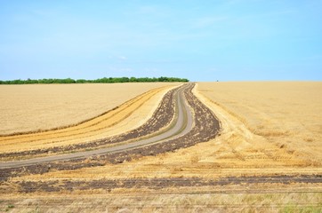 Fototapeta na wymiar Field of wheat.