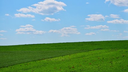 Obraz premium Summer landscape.