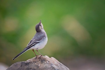 Young white wagtail, Motacilla alba, sitting on a rock near a river. Portrait of a young common songbird with long tail and black and white feather. Intimate portrait of a cute little bird.