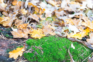 Autumn leave. Yellow leaves on the ground with water droplets. Oak leaves after leaf fall in the rain.