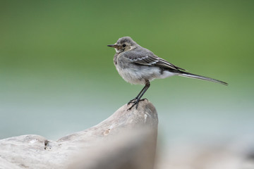 Young white wagtail, Motacilla alba, sitting on a rock near a river. Portrait of a young common songbird with long tail and black and white feather. Intimate portrait of a cute little bird.