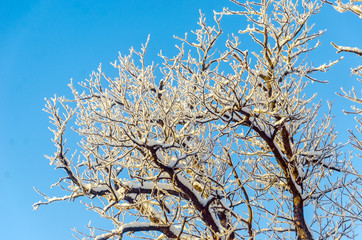 trees in the snow against a blue sky. Frosty morning. winter landscape