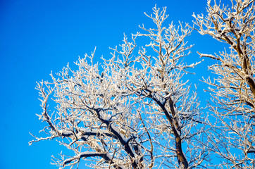 trees in the snow against a blue sky. Frosty morning. winter landscape