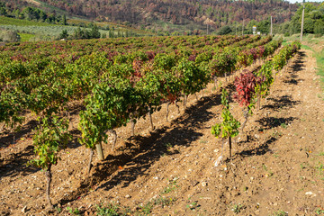 Fototapeta na wymiar Agricultural fields with grapes after harvest. France