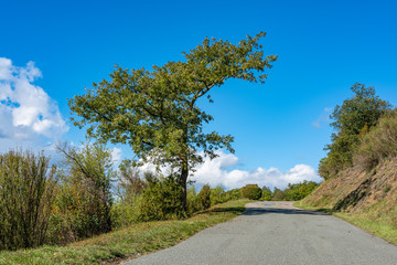 View of the tree and foliage against the background of the blue sky in autumn